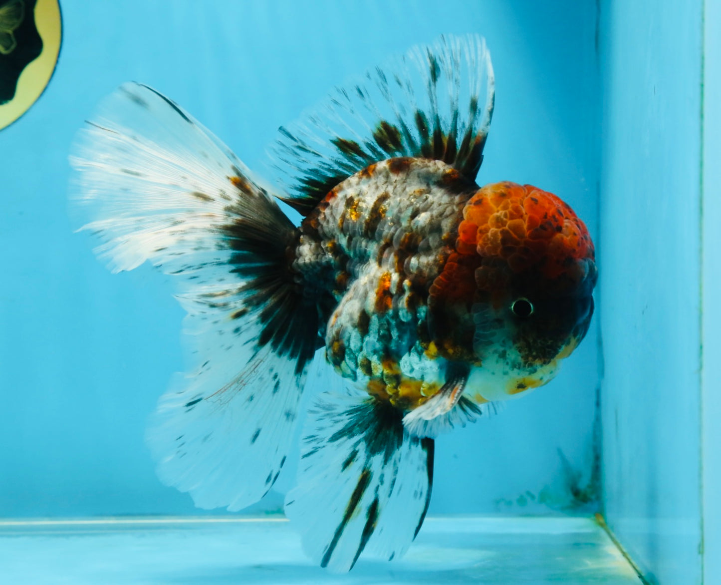 THICK BODY AAA Grade Calico Kirin Oranda Male 5.5 inches #102425OR_20