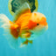 FLUFFY AAA Grade Red White Oranda Male 6.5 inches #082126OR_01