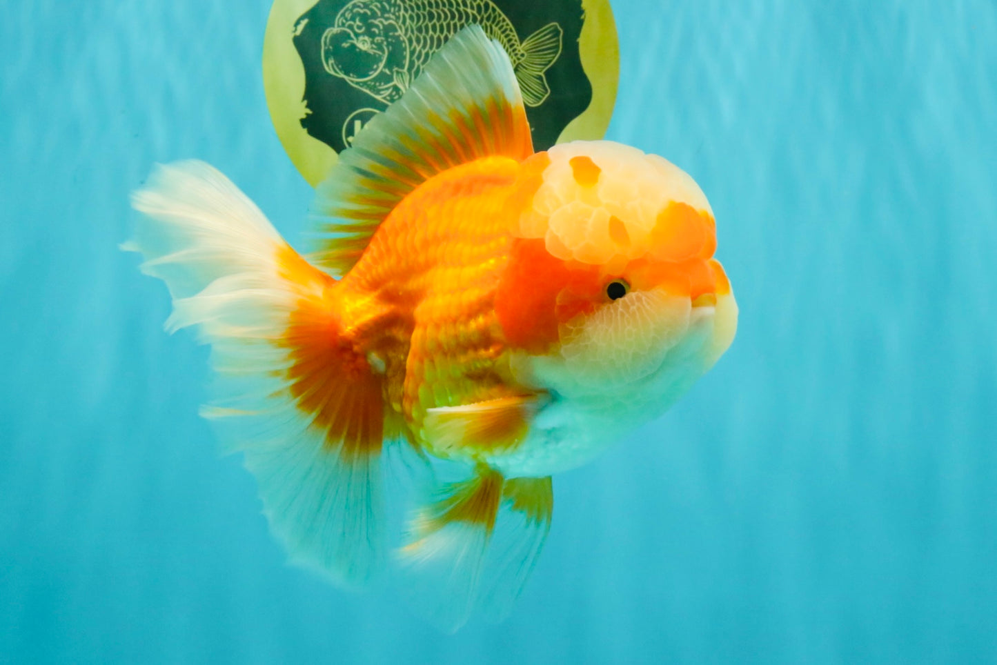 FLUFFY AAA Grade Red White Oranda Male 6.5 inches #082126OR_01