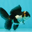 Panda Oranda Male 3.5 inches #1011OR_25