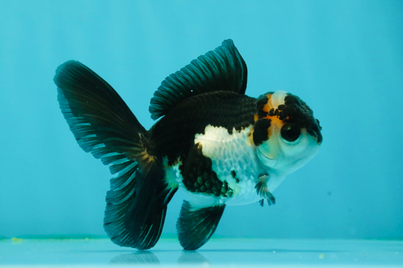 Panda Oranda Male 3.5 inches #1011OR_25