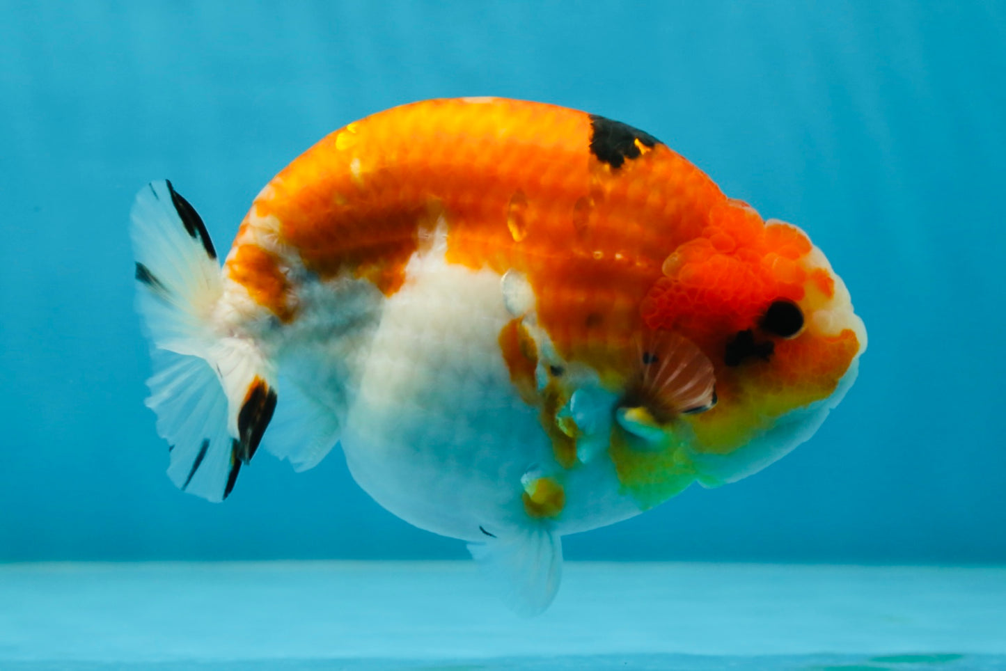 AAA Grade Strong Body Structure Sakura LionKing 5 inches #051625LC_08