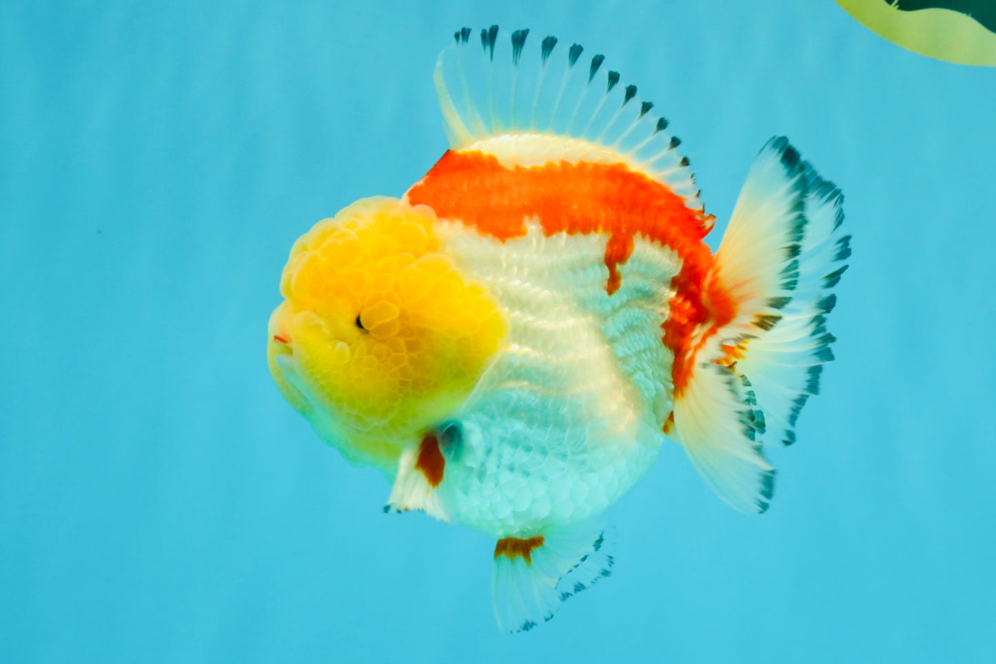 CHUBBY AAA Grade Godzilla Red White Lipstick Yuanbao Male 5-5.5 inches #022726YB_04