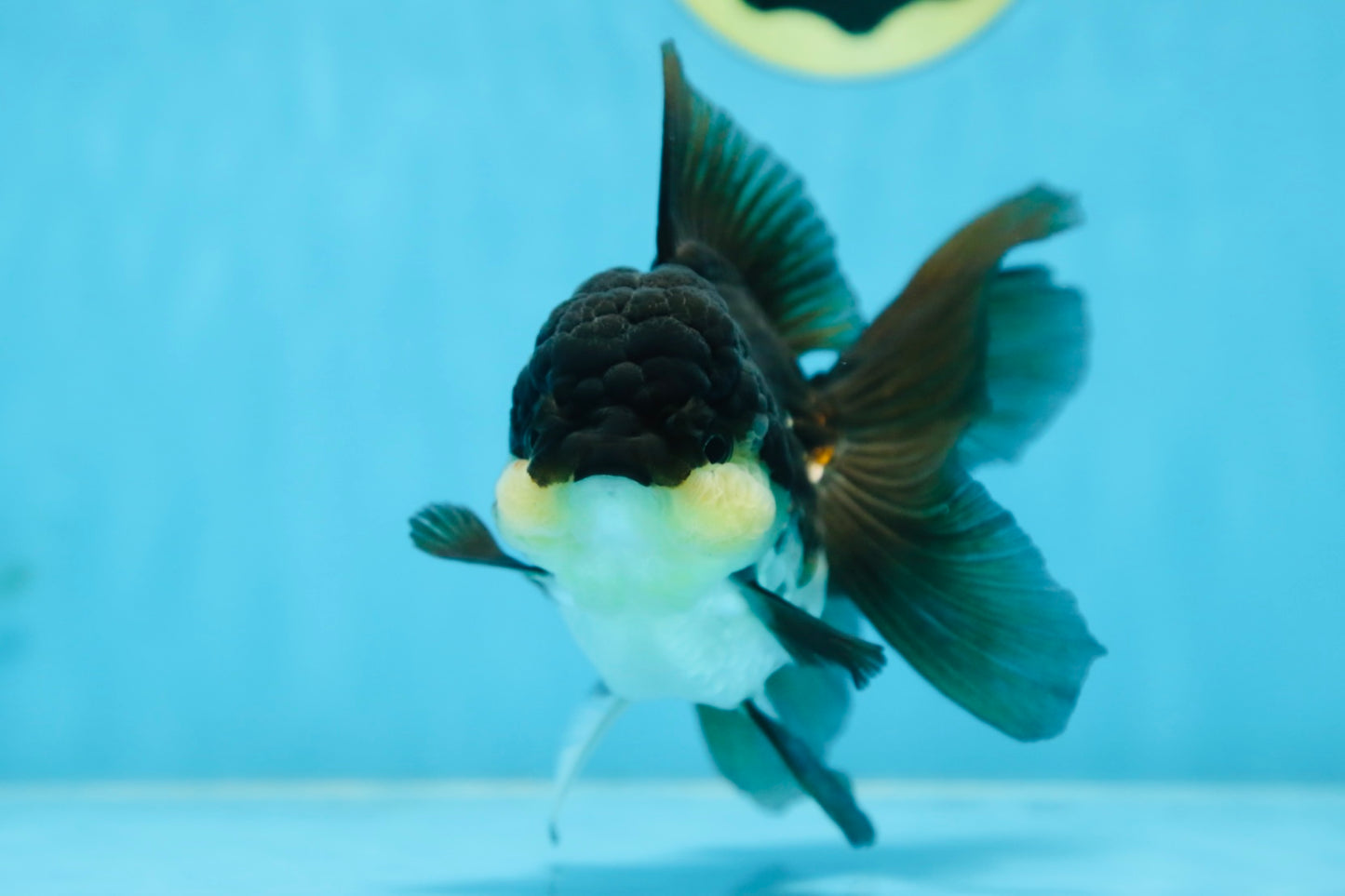CHUBBY CHEEK Panda Oranda Female 5-5.5 inches #090525OR_20