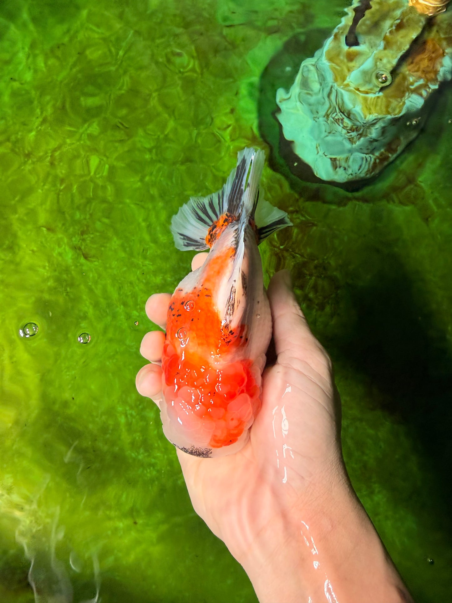 A Grade Sakura Yuanbao Female 5.5 inches #041026YB_24