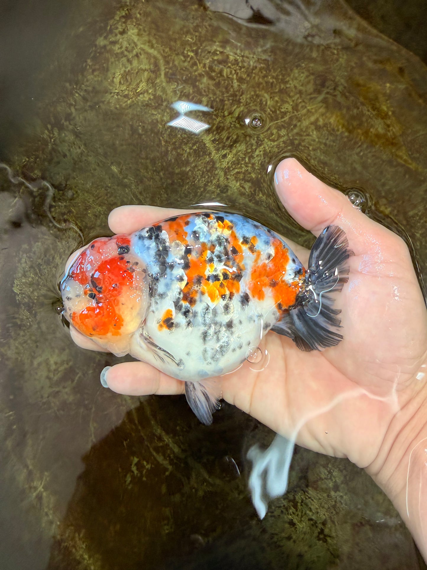 AAA Grade Special Calico LionKing 4.5-5 inches #101025RC_21