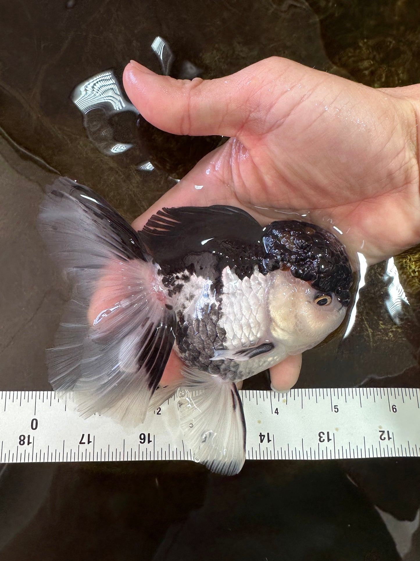 A Grade Tricolor Oranda Male 5-5.5 inches #062725OR_19