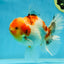 AAA Grade Sakura Oranda Male 5.5 inches #050925OR_54