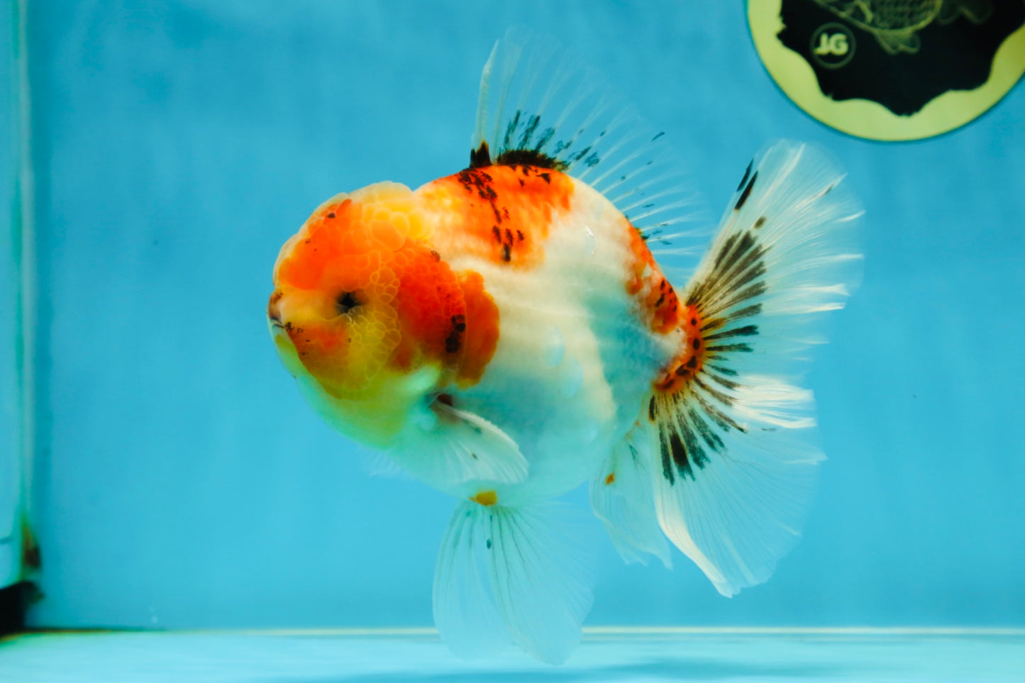 AAA Grade Sakura Oranda Male 5.5 inches #050925OR_54