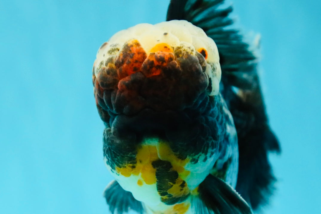 JUMBO AAA Grade Godzilla Jade Head Blue Kirin Oranda Male 6.5-7 inches #030626OR_08