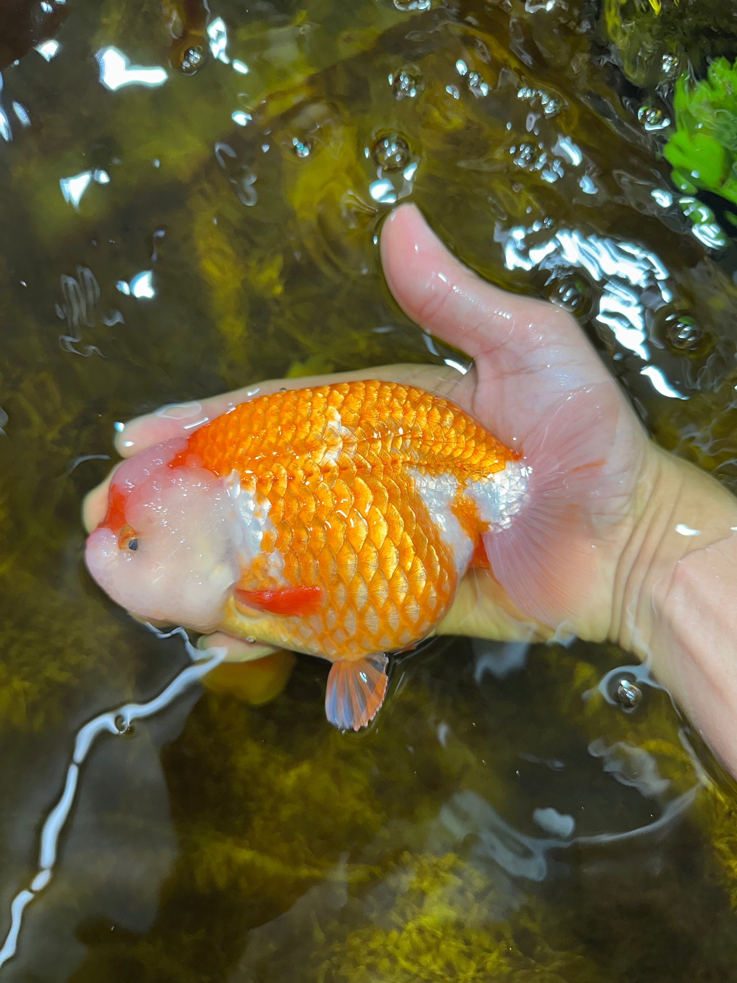 A Grade CHUBBY Red White LionKing 5.5-6 inches #091925LC_23