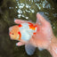 CHICKIE Red White Oranda Male 6.5 inches #080726OR_09