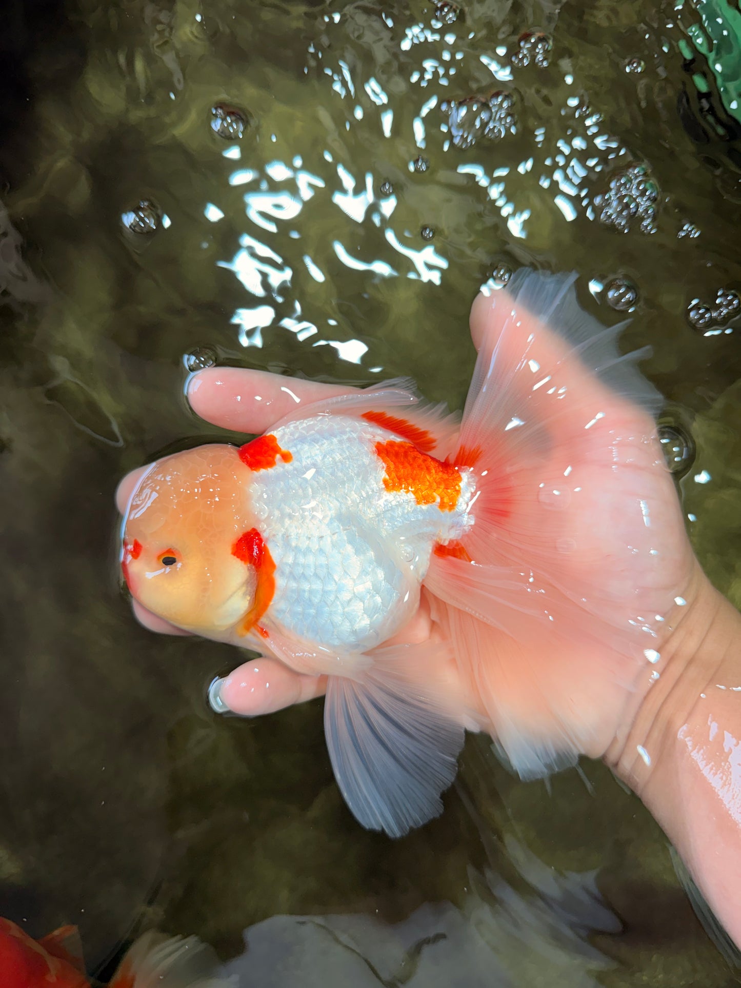 CHICKIE Red White Oranda Male 6.5 inches #080726OR_09