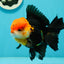 A Grade Red Head Tricolor Oranda Male 5 inches #110824OR_15