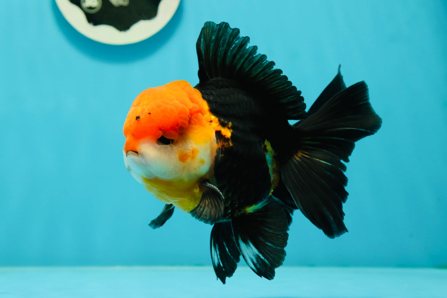 A Grade Red Head Tricolor Oranda Male 5 inches #110824OR_15