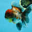 A Grade Kirin Oranda Female 6 inches #110725OR_03