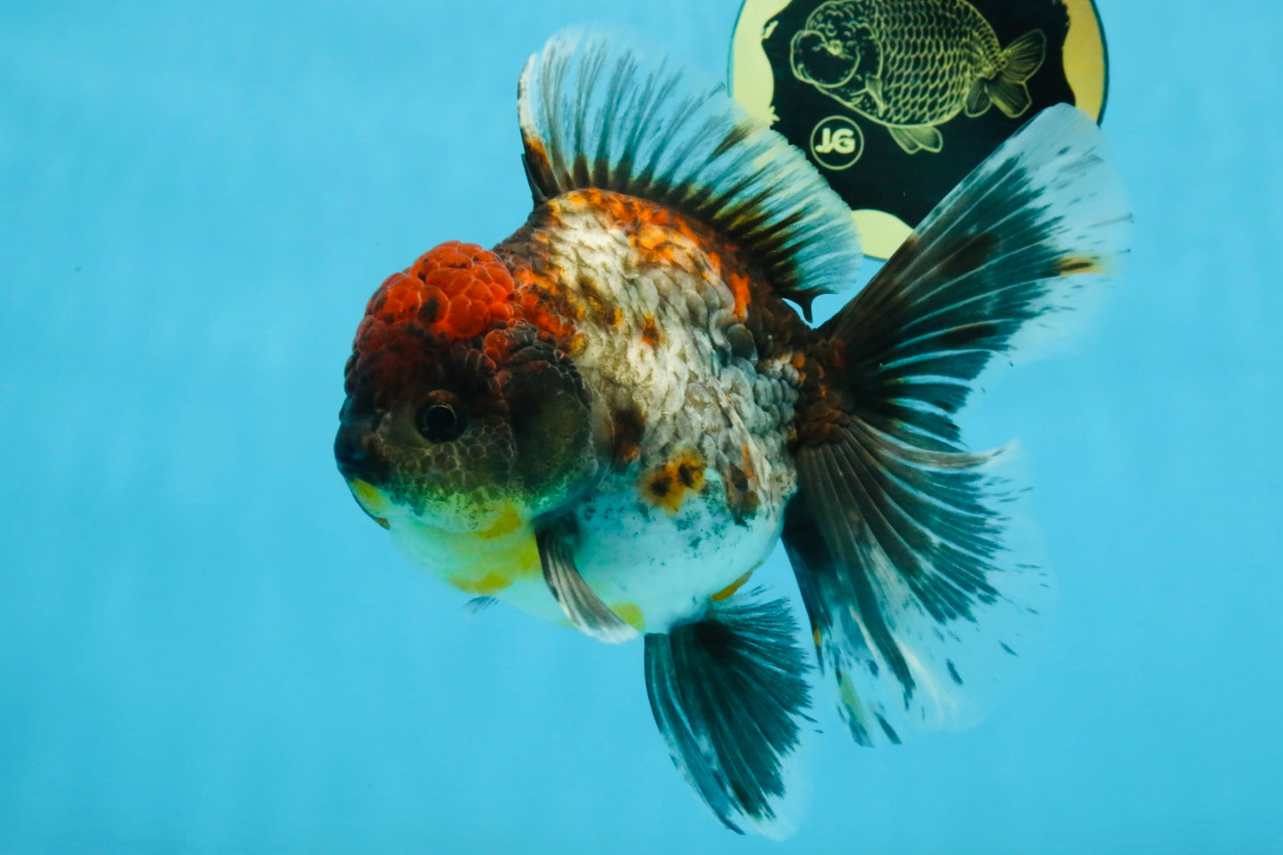 A Grade Kirin Oranda Female 6 inches #110725OR_03