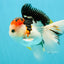 A Grade Tricolor Oranda Male 5 inches #041726OR_14
