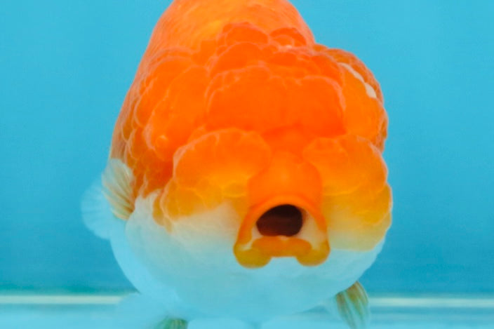 FLUFFY Red White LionChu Female 4.5 inches #120525LC_16