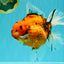 CHONKY AAA Grade Sakura Oranda Female 8.5 inches #071726OR_03
