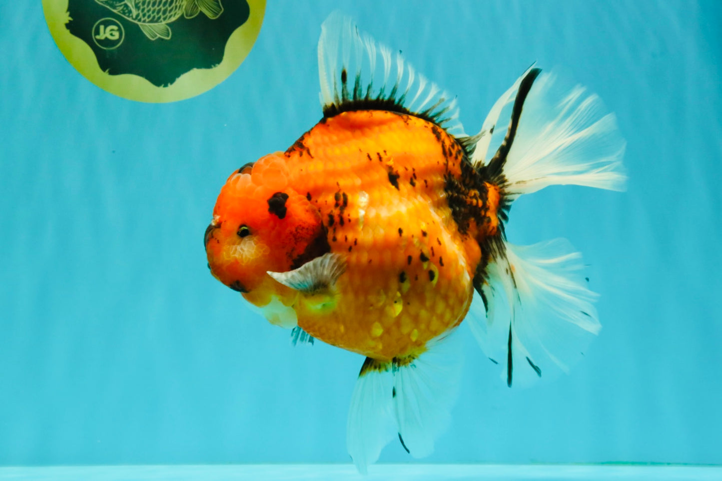 CHONKY AAA Grade Sakura Oranda Female 8.5 inches #071726OR_03