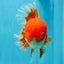 TOMATO AAA Grade Red White Oranda Male 6.5 inches #022026OR_05