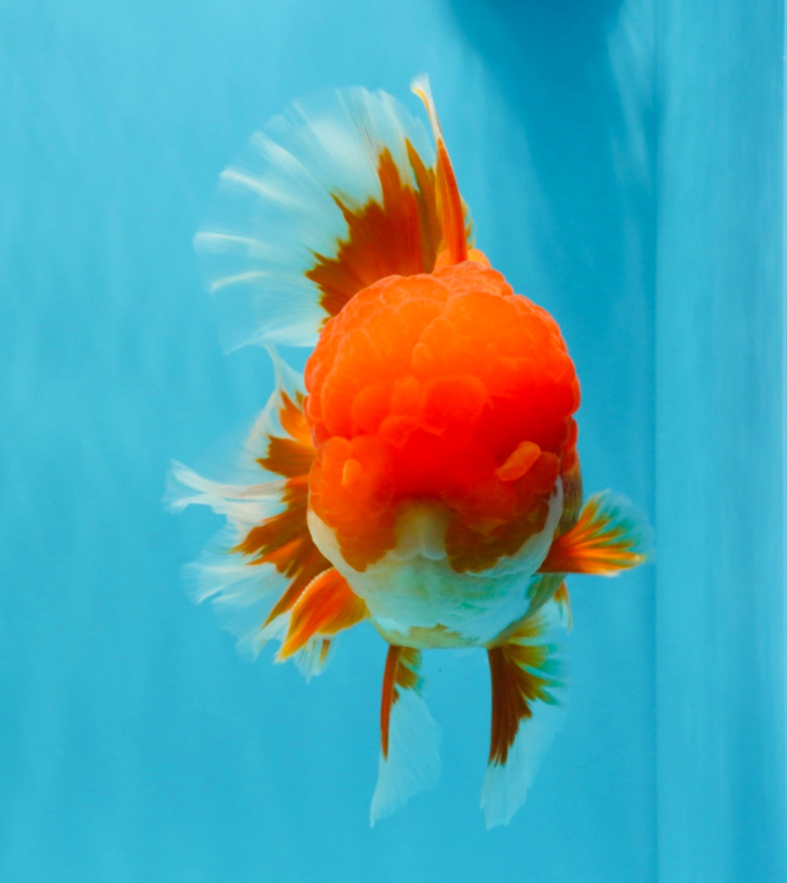 TOMATO AAA Grade Red White Oranda Male 6.5 inches #022026OR_05