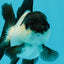 Panda Oranda Female 3.5 inches #1004OR_24