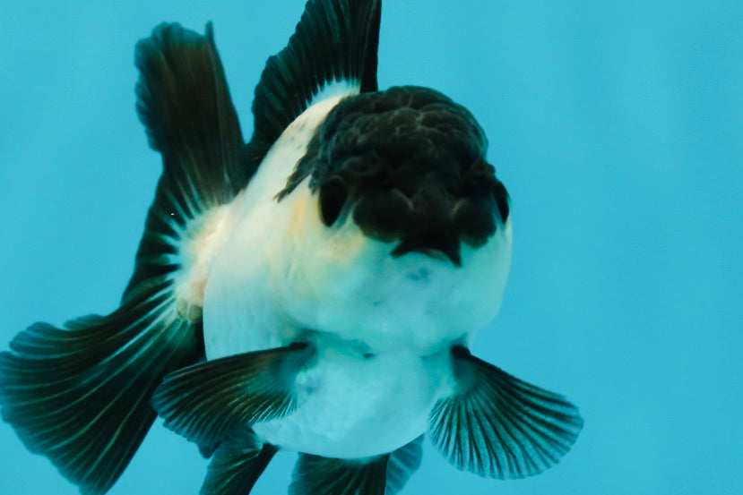 Panda Oranda Female 3.5 inches #1004OR_24