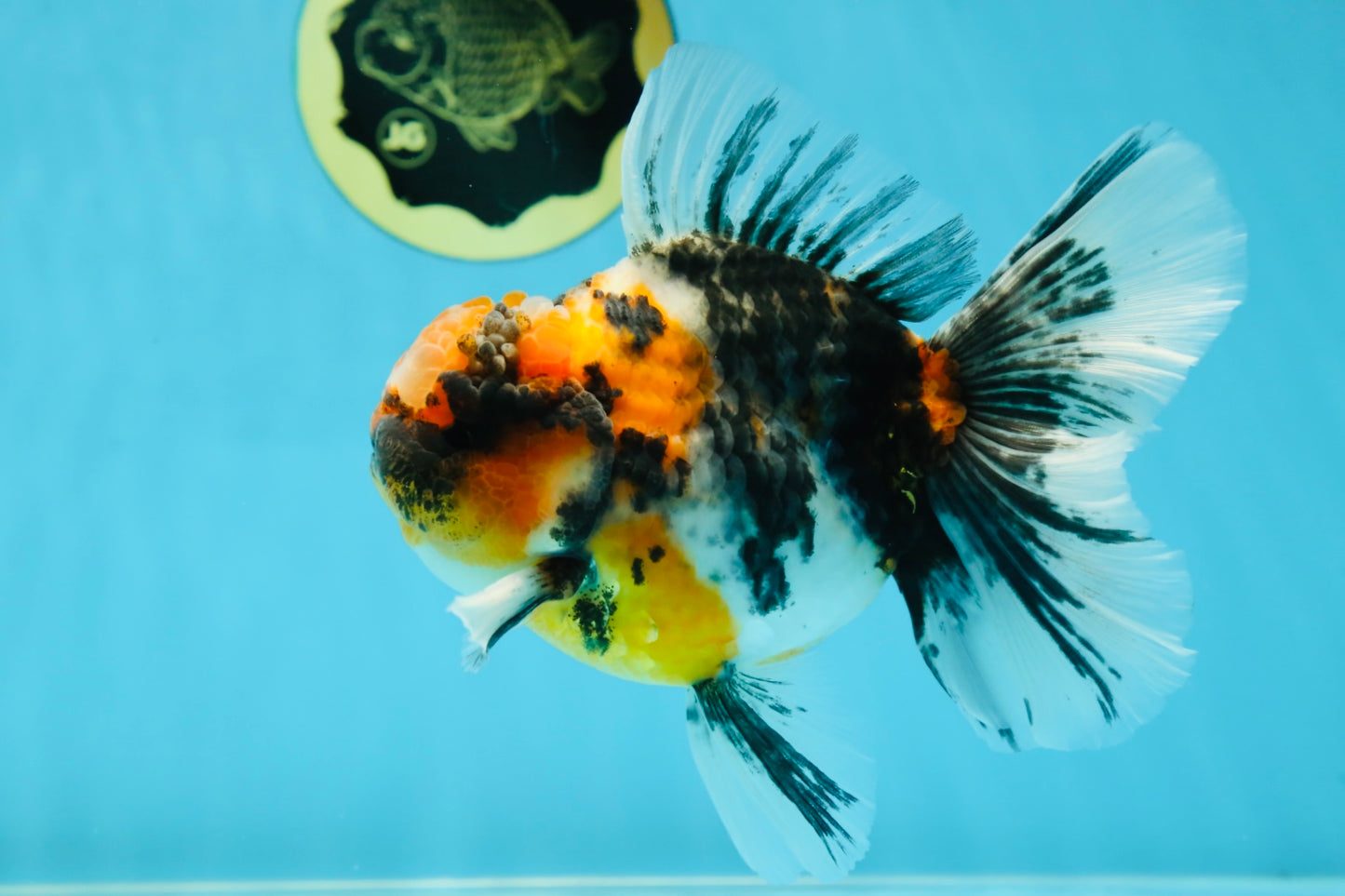 A Grade Ink Tiger Oranda Male 5-5.5 inches #050925OR_49