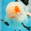 A Grade Tricolor Lipstick Kiss Button Eyes  Oranda Male 5.5 inches #020725OR_26