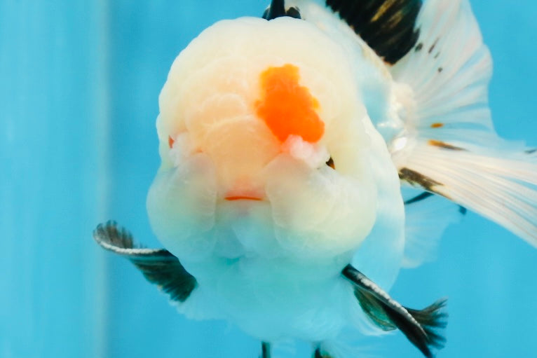 A Grade Tricolor Lipstick Kiss Button Eyes  Oranda Male 5.5 inches #020725OR_26
