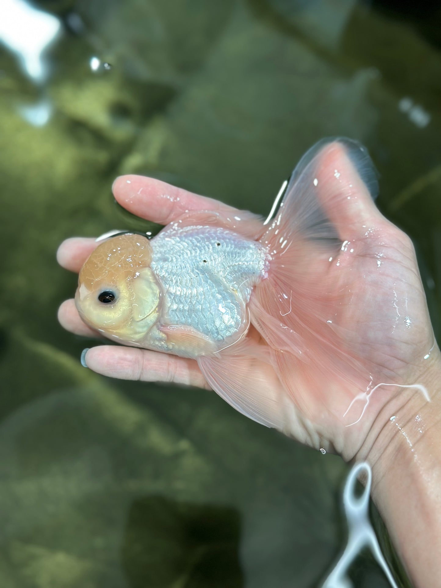 A Grade Lemonhead Button Eyes Oranda Male 5-5.5 inches #010325OR_10