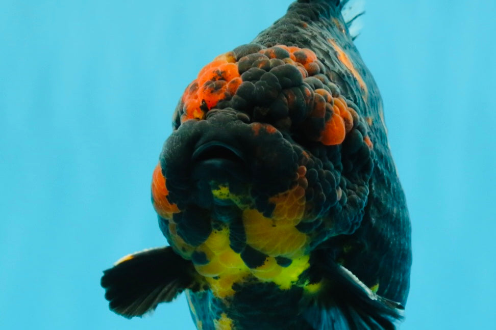 SUPER AAA Grade Godzilla Tiger Yuanbao Male 6 inches #022026YB_02