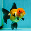 A Grade Tricolor Oranda Female 4.5 inches #110824OR_04