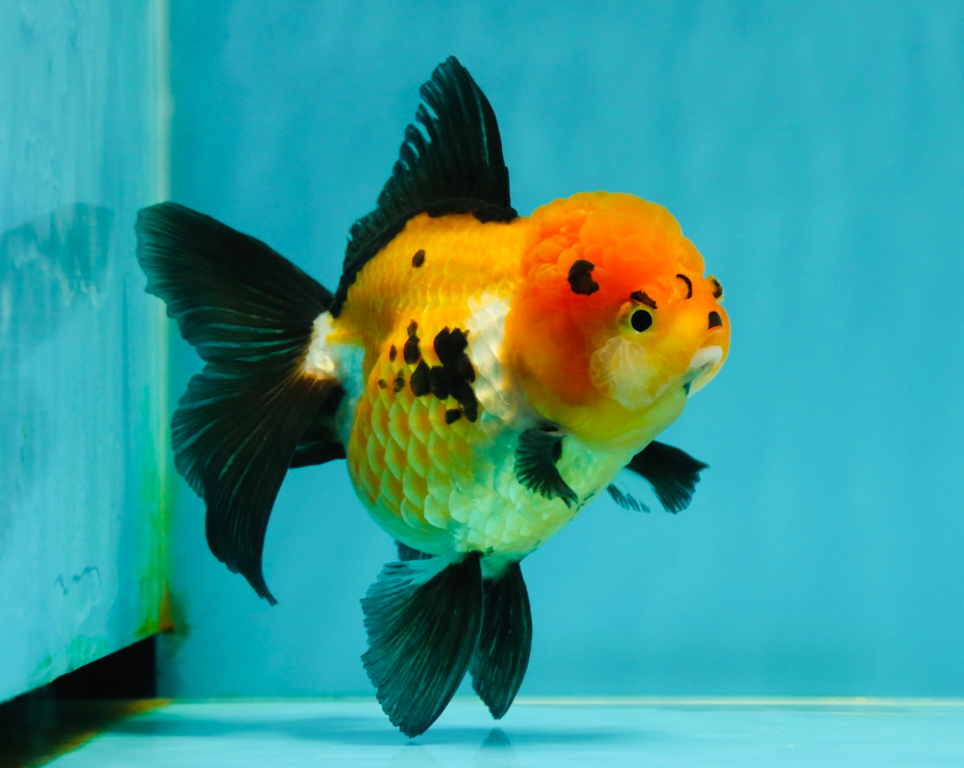 A Grade Tricolor Oranda Female 4.5 inches #110824OR_04