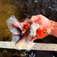 Calico Oranda Male 6.5-7 inches #071026OR_31