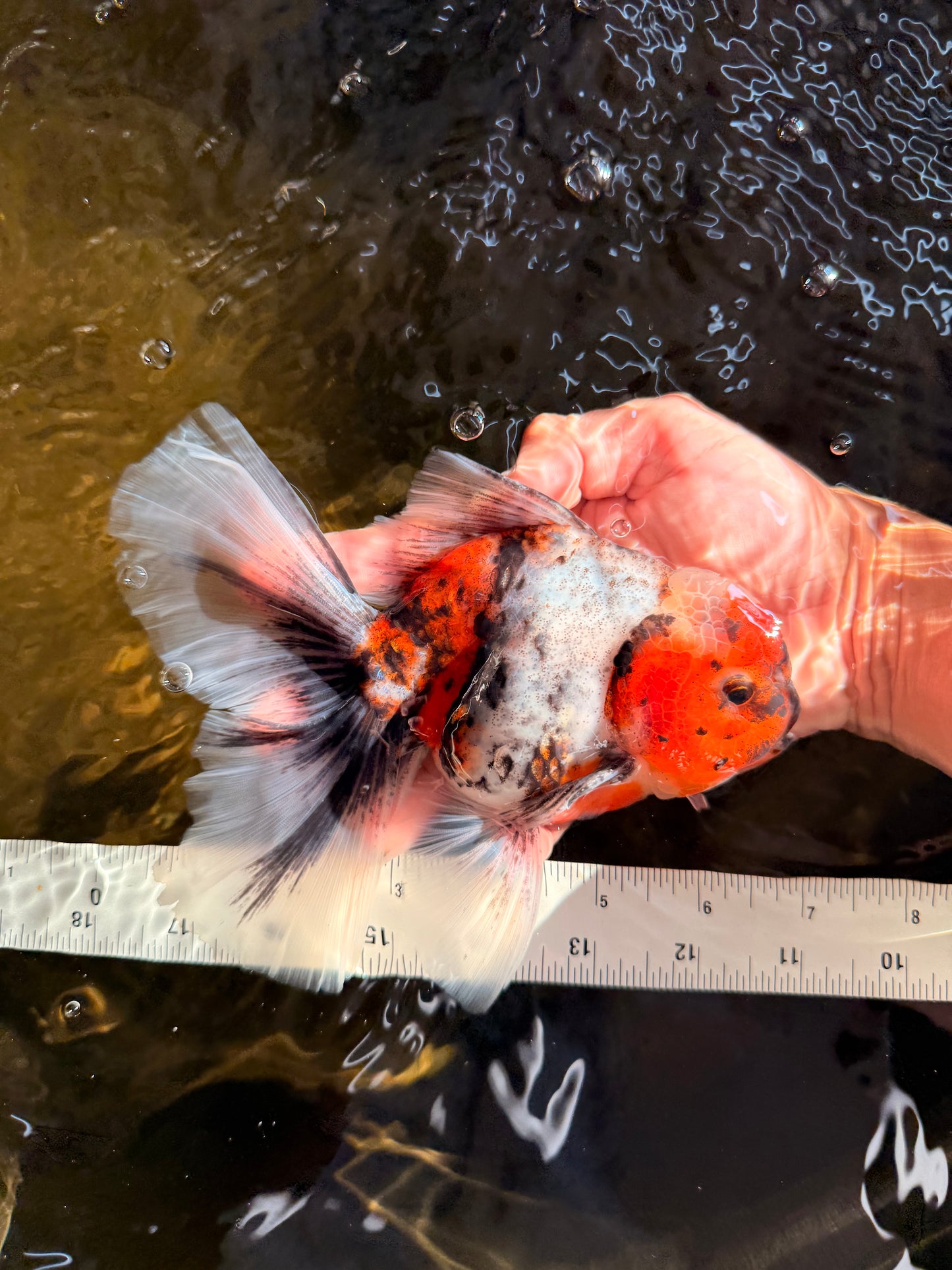Calico Oranda Male 6.5-7 inches #071026OR_31