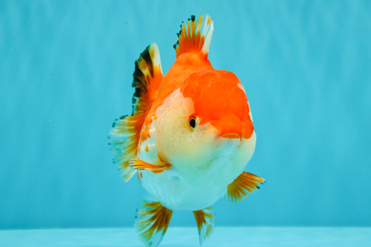 A Grade Red White Yuanbao Female 5.5 inches #031326YB_15