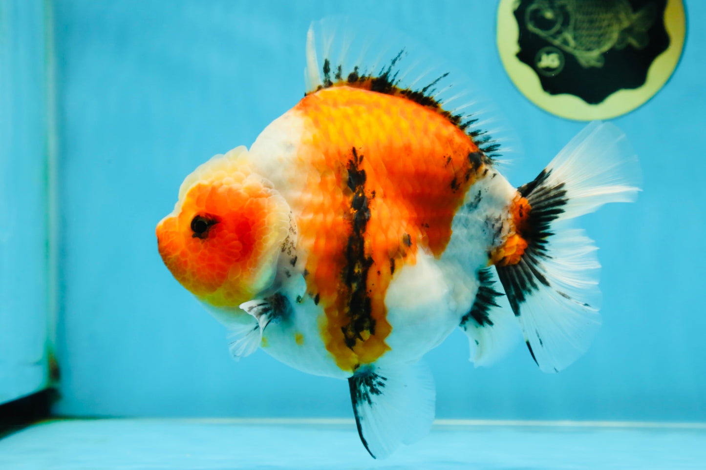 AAA Grade Big Body Godzilla Ink Calico Yuanbao Female 6 inches #051625YB_12