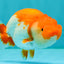 A Grade Red White LionKing 4.5 inches #070326LC_36