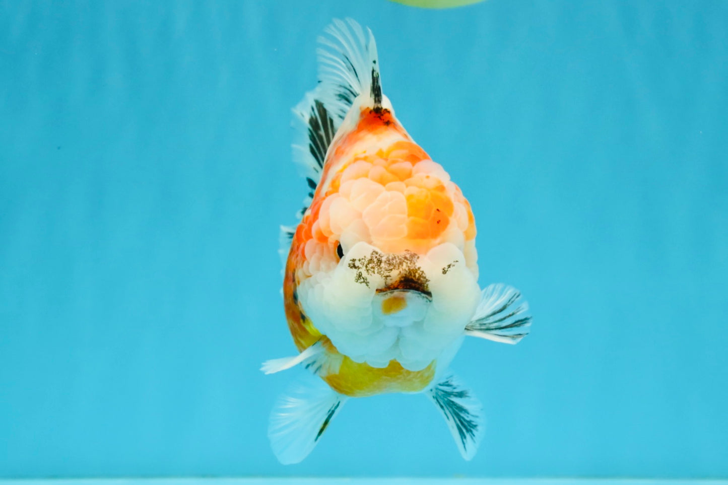 A Grade Sakura Yuanbao Female 5.5 inches #041026YB_24