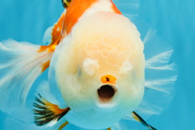 PUPPY A Grade Tricolor Oranda Female 7 inches #040326OR_07