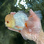 A Grade White Oranda Male 5.5-6 inches #060625OR_26