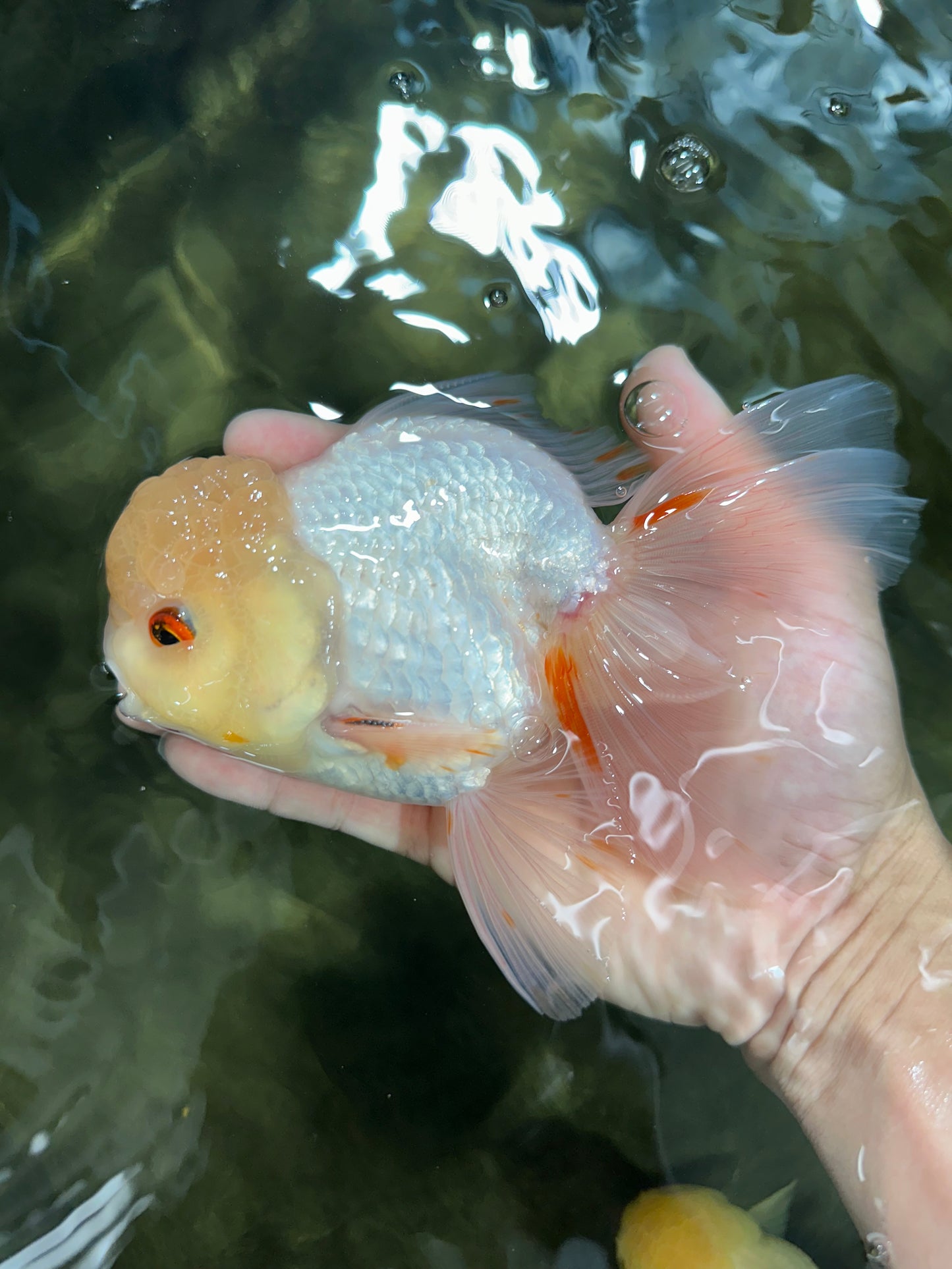 A Grade White Oranda Male 5.5-6 inches #060625OR_26