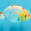 A Grade Red White Kohaku LionQueen 4 inches #101725LC_07