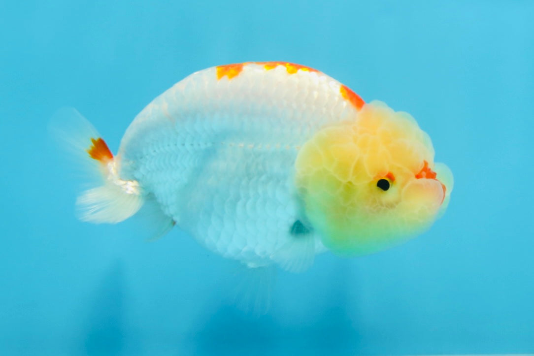 A Grade Red White Kohaku LionQueen 4 inches #101725LC_07