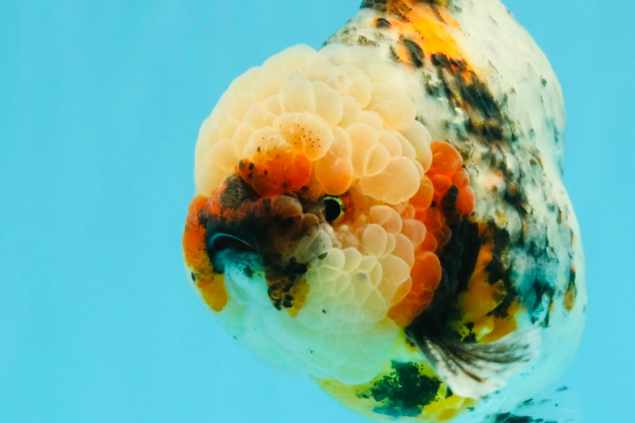 FLUFFY AAA Grade Marble Calico Yuanbao Male 5.5-6 inches #032026YB_20