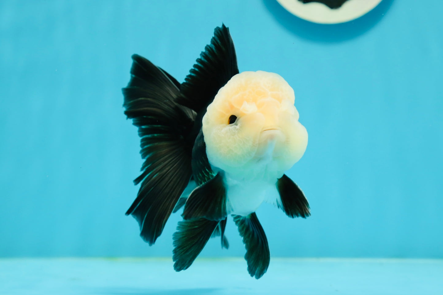 Unique AAA Grade Panda Cute Wen Button Eyes Oranda Male 4.5 inches #1004OR_39