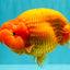 BIG CHEEK AAA Grade Super Hybrid Buffalo Red Ranchu Male 6 inches #100226RC_21